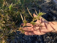 Dichanthelium laxiflorum