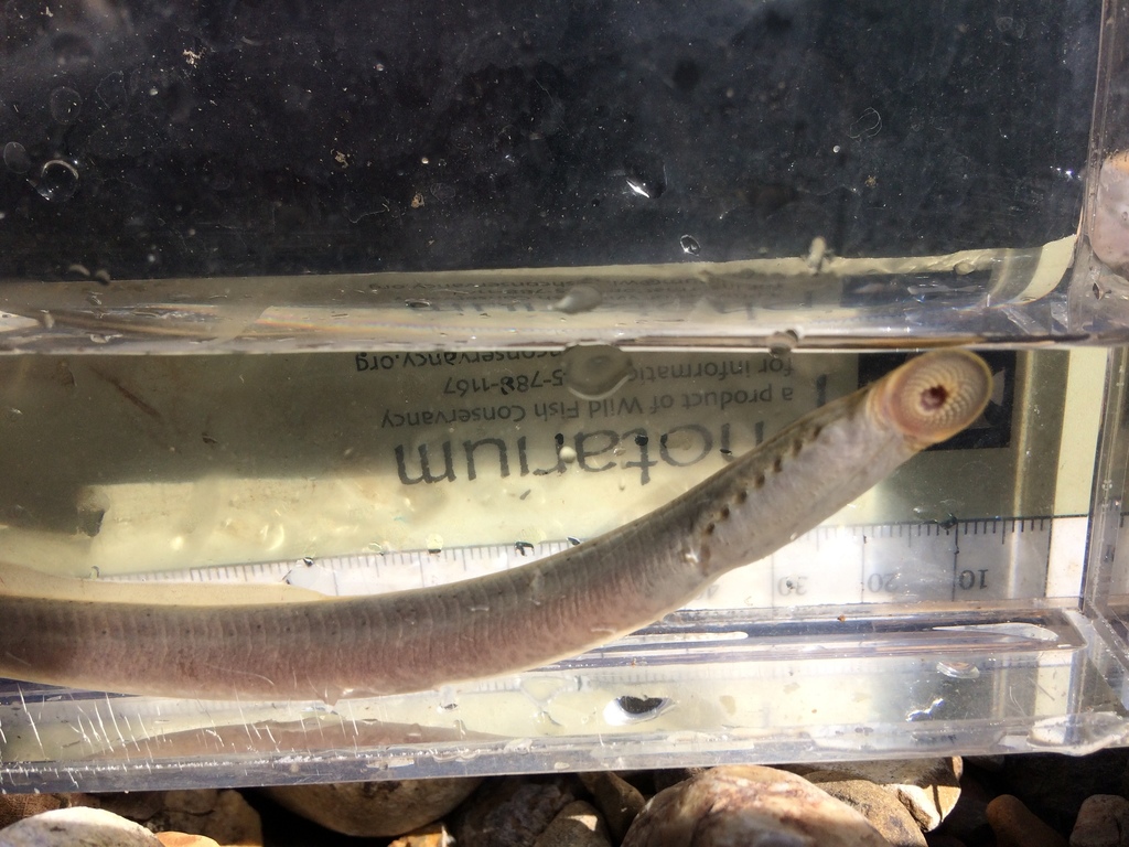 Brook Lampreys