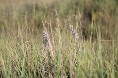 Liatris carrizana