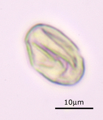 Glaucophyta