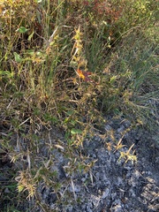 Dichanthelium laxiflorum