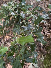 Ilex cornuta