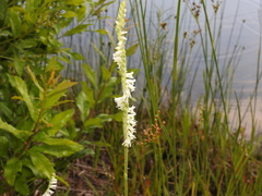 Spiranthes vernalis