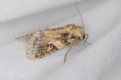 Spodoptera latifascia