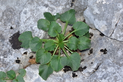 Campanula pyramidalis