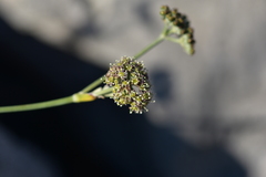 Cyathoselinum tomentosum