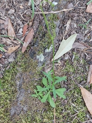 Wahlenbergia marginata