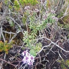 Linochilus phylicoides