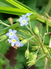 Myosotis laxa
