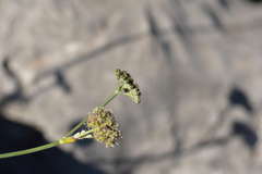 Cyathoselinum tomentosum