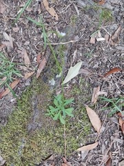 Wahlenbergia marginata