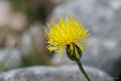 Centaurea ceratophylla