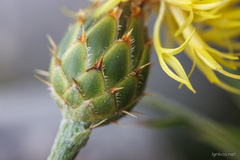 Centaurea ceratophylla