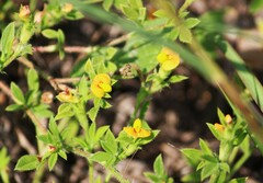 Stylosanthes biflora