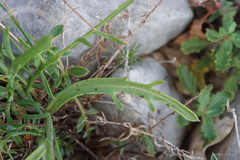 Centaurea ceratophylla