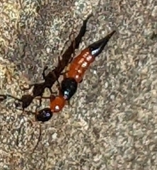 Paederus littorarius