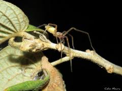 Cheiracanthium inclusum