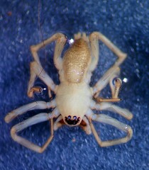 Leptodrassus albidus