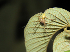 Cheiracanthium inclusum