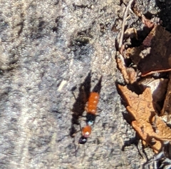 Paederus littorarius