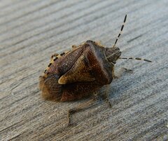 Dolycoris baccarum