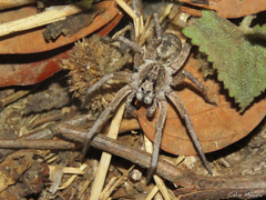 Pavocosa