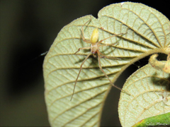 Cheiracanthium inclusum