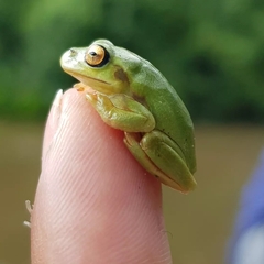 Dendropsophus molitor