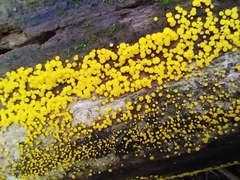 Calycina citrina