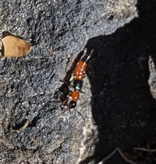 Paederus littorarius