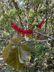 Coccoloba sintenisii