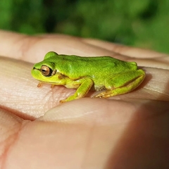 Dendropsophus molitor