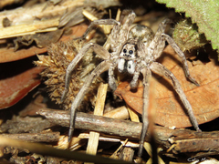 Pavocosa