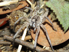 Pavocosa
