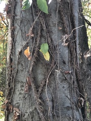 Toxicodendron radicans