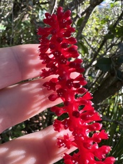 Coccoloba sintenisii