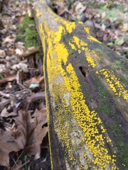 Calycina citrina