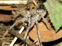 Pavocosa