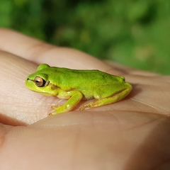 Dendropsophus molitor