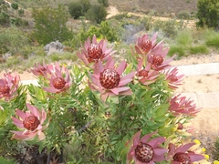 Leucadendron