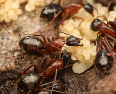 Camponotus semitestaceus