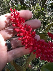 Coccoloba sintenisii