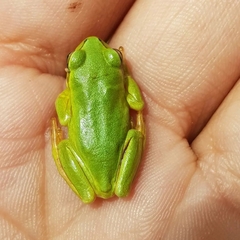 Dendropsophus molitor