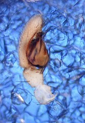 Leptodrassus albidus