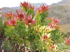 Leucadendron