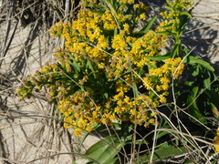 Solidago sempervirens