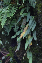 Pleopeltis polylepis