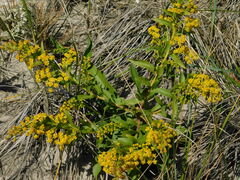 Solidago sempervirens