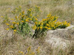 Solidago sempervirens