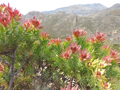 Leucadendron